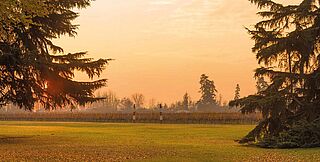 Blick auf die Weinfelder des Weinguts