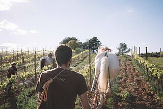 Arbeit mit Pferden beim Weingut Gramona