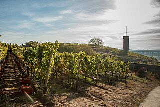 Weinfeld des Weinguts Heiligenblut bei Sonnenschein Weinfeld des Weinguts Heiligenblut bei Sonnenschein