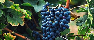 Rotwein Rebe