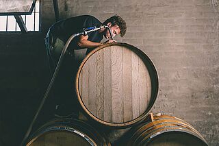 Arbejde på vintønden hos Michelini i Muffato Mendoza