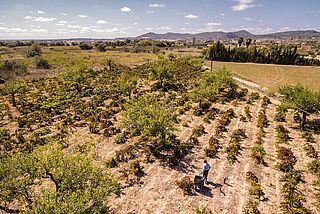 Et fugleperspektiv af Mesquida Mora-vinmarken under en blå himmel
