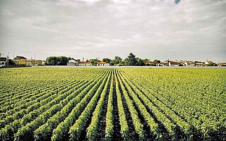 Wein Feld Chasse Spleen