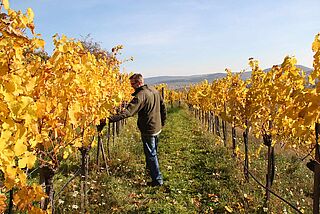 Weinreben im Herbst Weinreben im Herbst