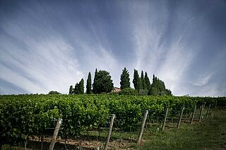 Weinberge von Tenuta di Biserno vor blauem strahlendem Himmel