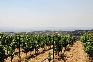 Blick über die Weinfelder