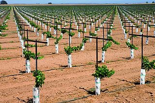 Californiens vinregion Vinregion Californien, vindyrkning