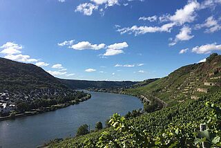 Vingård fra Materne & Schmitt Vingård fra Materne & Schmitt