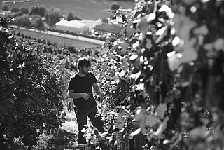 Tobias Feiden Arbeit im Weinfeld Tobias Feiden Arbeit im Weinfeld