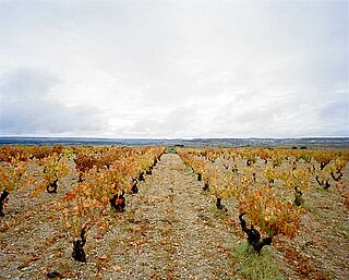 Vinmark nær Matallana