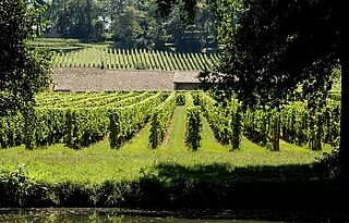 Weinfeld und Weinberge La Mondotte