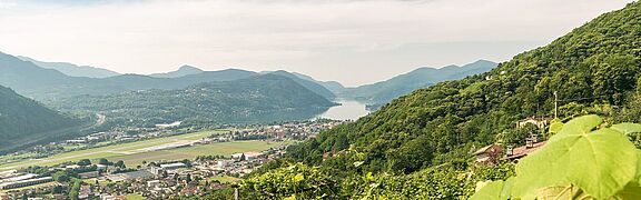 Weinberge in Tessin