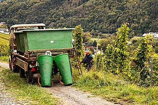 Weinlese mit einem Laster auf dem Weingut Martin Muellen Weinlese mit einem Laster auf dem Weingut Martin Muellen