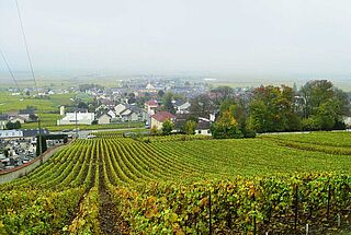 Weingut, Weinberge