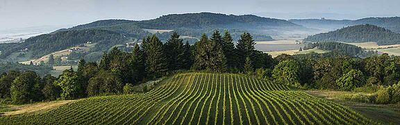 Weinfelder in Oregon