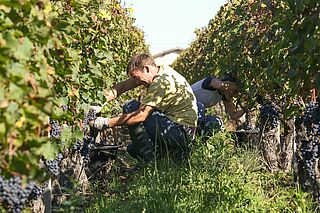 Arbejde i vinmarken af Jonathan Maltus