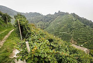 Vinmarker og vinmarker på Casa Coste Piane-ejendommen