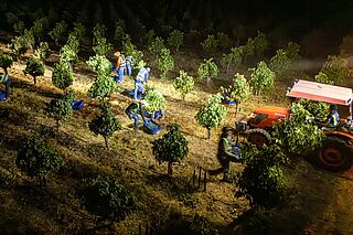 Personen bei Nacht bei der Weinlese auf dem Weinfeld Eisele Vineyard Personen bei Nacht bei der Weinlese auf dem Weinfeld Eisele Vineyard