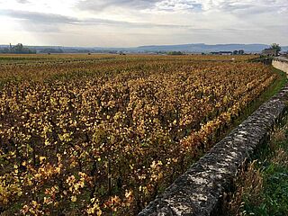 Pierre Morey Weinfeld