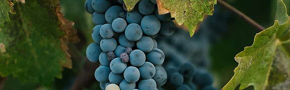 Reben der Sorte Tempranillo