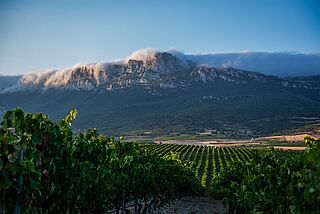 Weingut des Winzers Pujanza