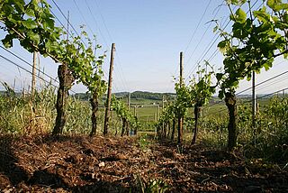 Vinmark af Karl Johner Vinrække i Karl-Heinz Johners vingård