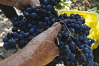 Lese bei Shafer Vineyards