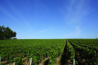 Vingård