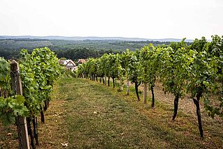 Österreich Weinberg