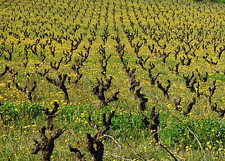 Vinmarken på Domaine Les Aurelles