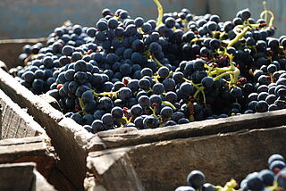 Vinranker i beholdere