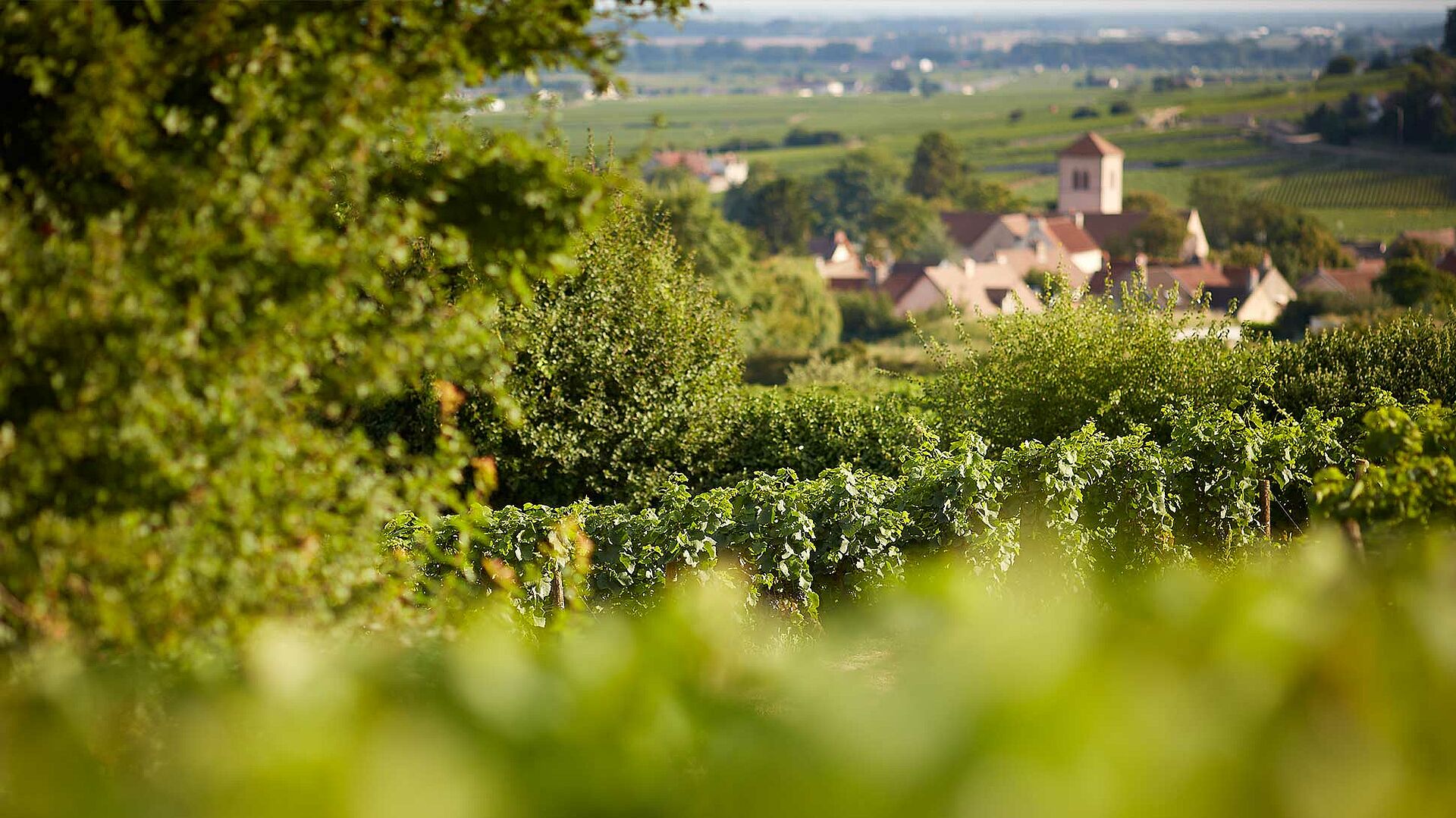 Weinfeld in der Cote d’Or
