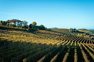 Azienda Agricola Corino