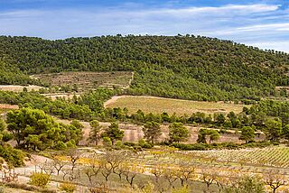 Vinmarker tilhørende Javi Revert Viticultor