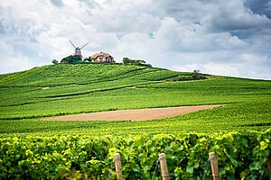 Domaine Jacques Frederic Mugnier