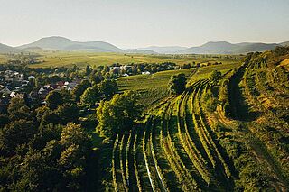 Weinlandschaft des Weinguts Kranz aus der Vogelperspektive Weinlandschaft des Weinguts Kranz aus der Vogelperspektive