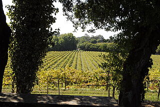 Quinta do Barco Weinfeld und Bäume, Quinta do Barco