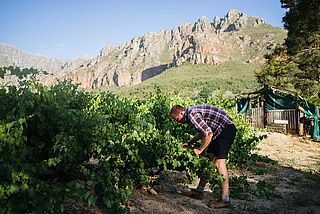 Weinfeld, Weinlese Stellenbosch Weinfeld, Weinlese Stellenbosch