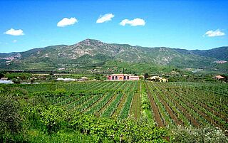 Weinberge auf Sizilien