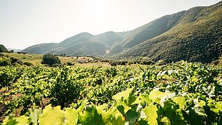 Vinmarker i Bierzo