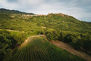 Die Landschaft rund um das Weingut Ampeleia