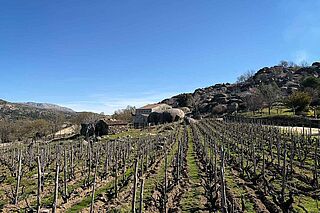 Weinfeld Comando G Viticultores bei blauem Himmel Weinfeld Comando G Viticultores bei blauem Himmel