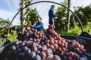 Rote Weintrauben in einem Korb auf dem Weinfeld Cesconi Società Agricola Rote Weintrauben in einem Korb auf dem Weinfeld Cesconi Società Agricola