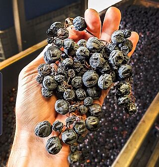 Eine Hand voll Reben bei der Weinlese