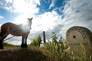 Ein Pferd auf dem Weinberg