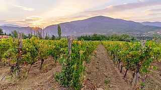 Weinberge in Makedonien