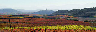 Herbstliches Weinfeld in Spanien