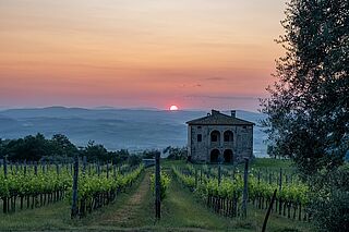 Die Weinreben im Sonnenuntergang