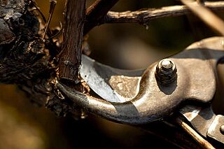 Rebstock auf der Domaine Leflaive