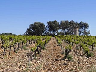 Weinfeld bei Clos du Caillou